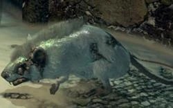 Снежная крыса